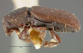 Media type: image;   Entomology 958 Aspect: habitus lateral view